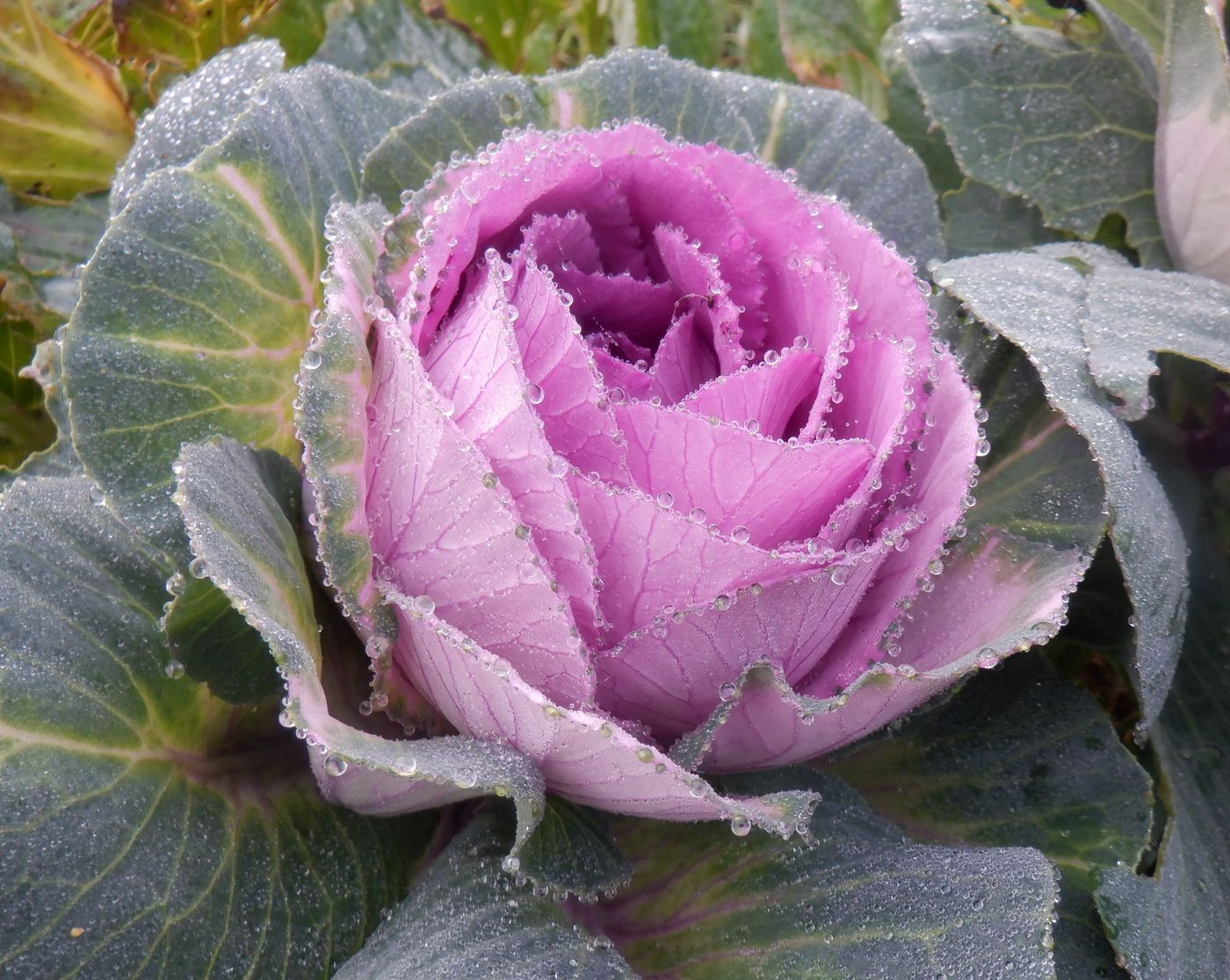 Image of Brassica oleracea var. viridis specimen.