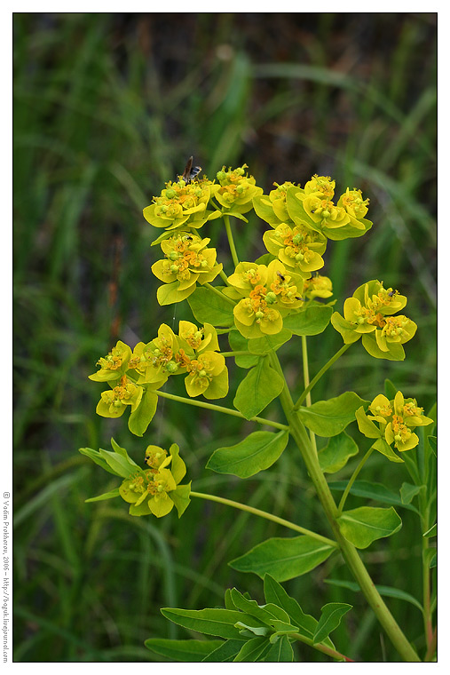 Image of Euphorbia palustris specimen.