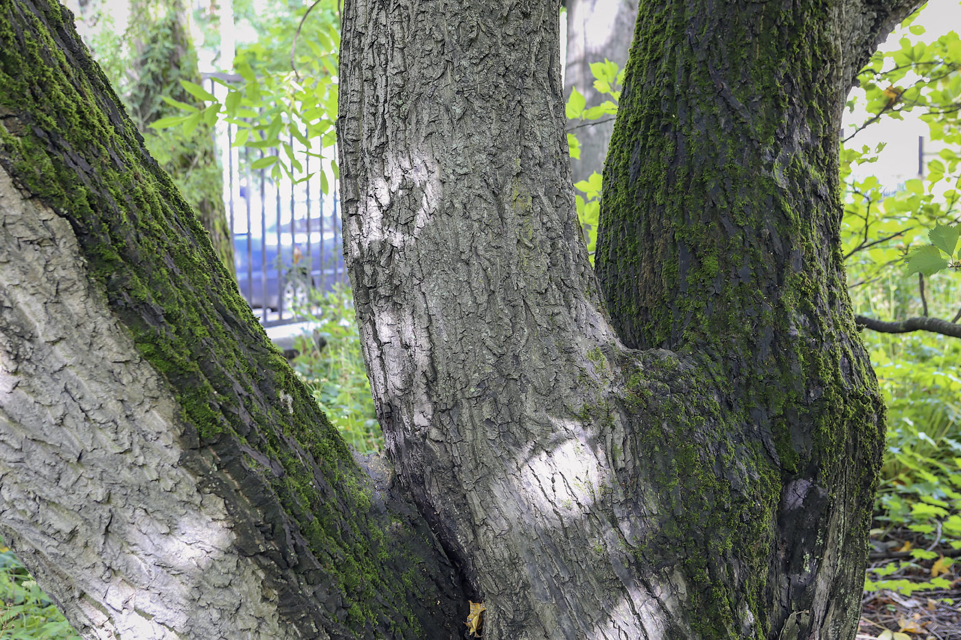 Image of Juglans mandshurica specimen.