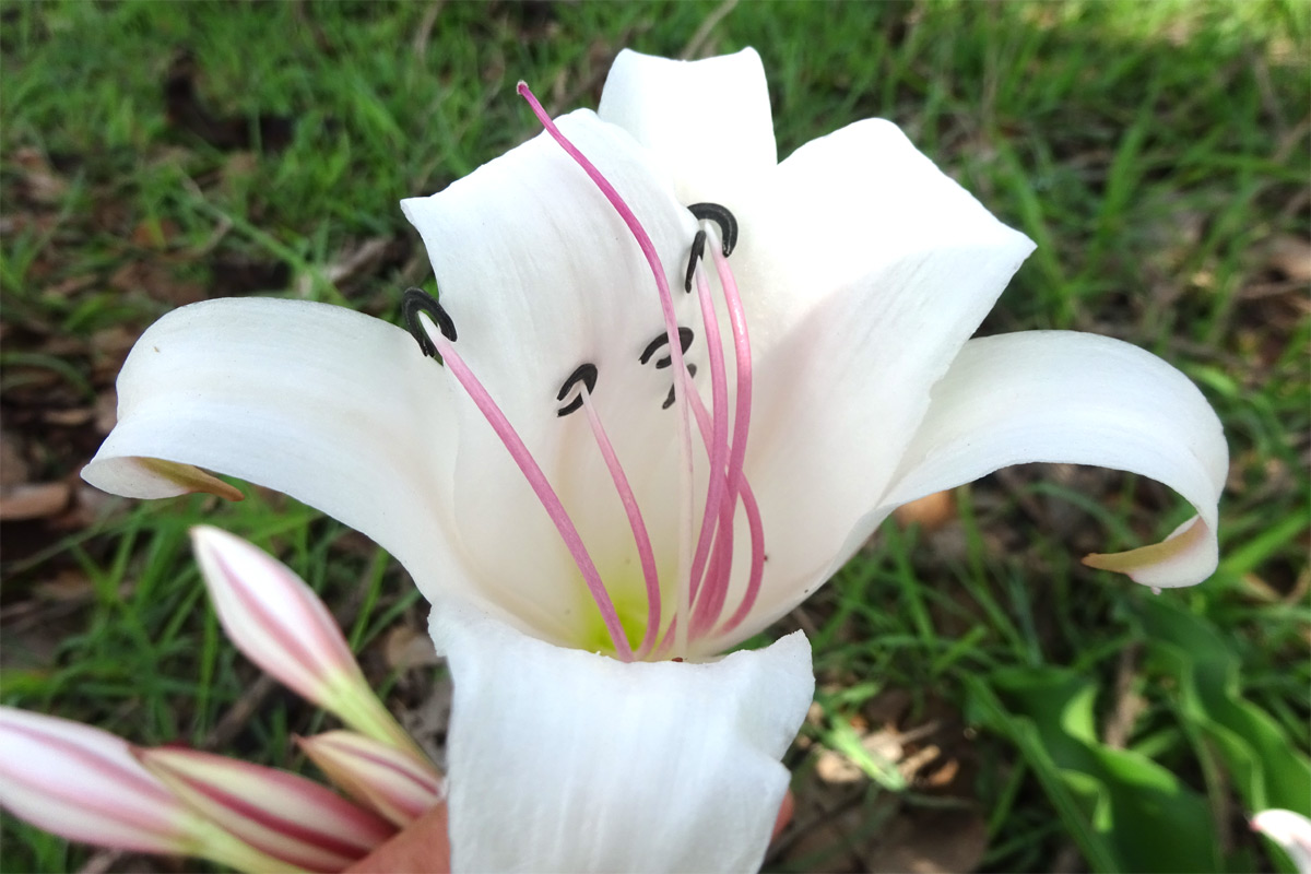 Image of Crinum macowanii specimen.