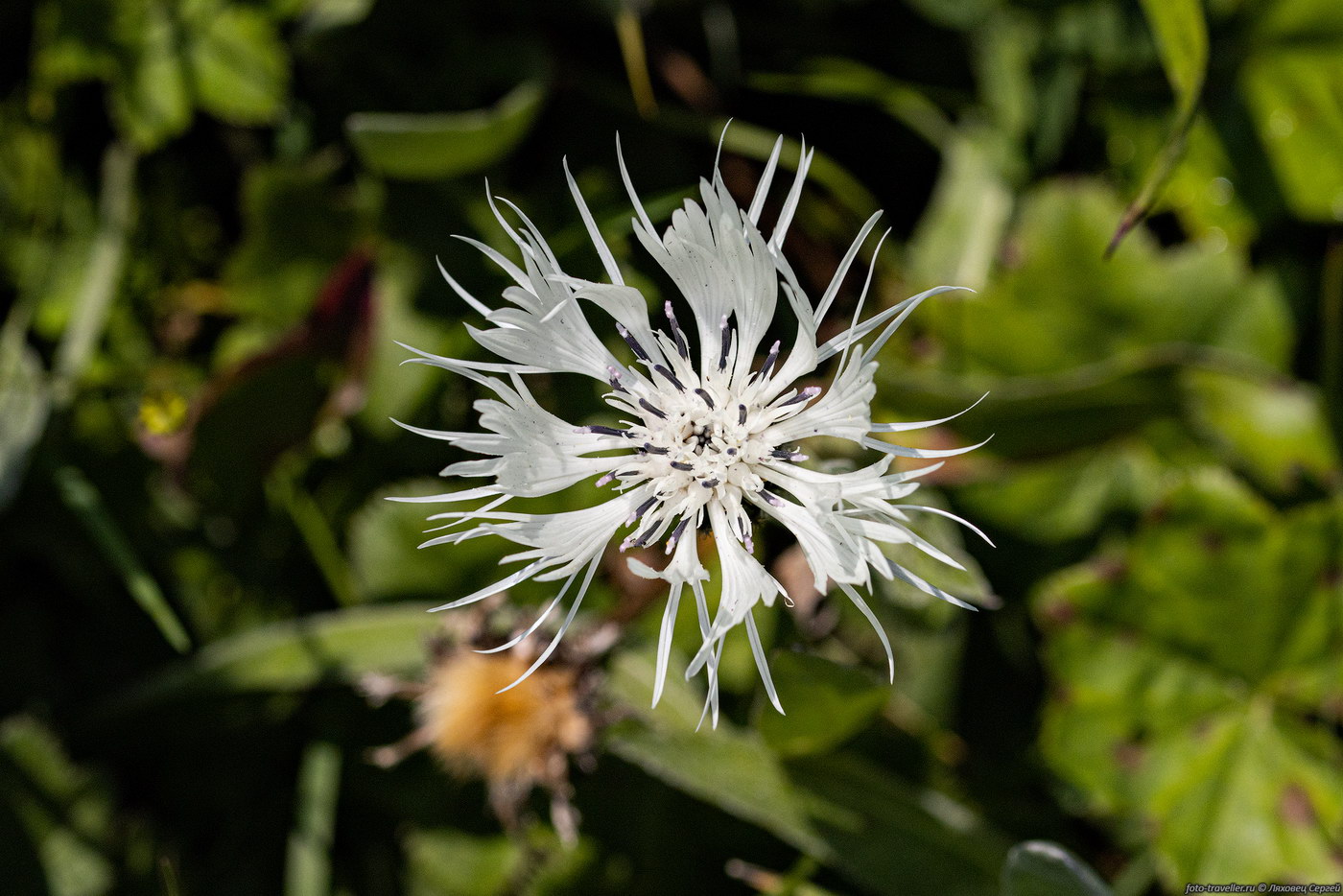 Изображение особи семейство Asteraceae.