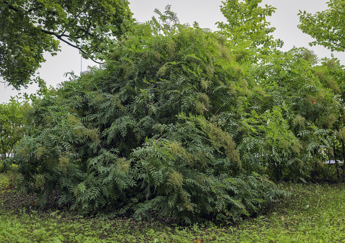 Изображение особи Sorbaria sorbifolia.