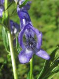 Aconitum nasutum