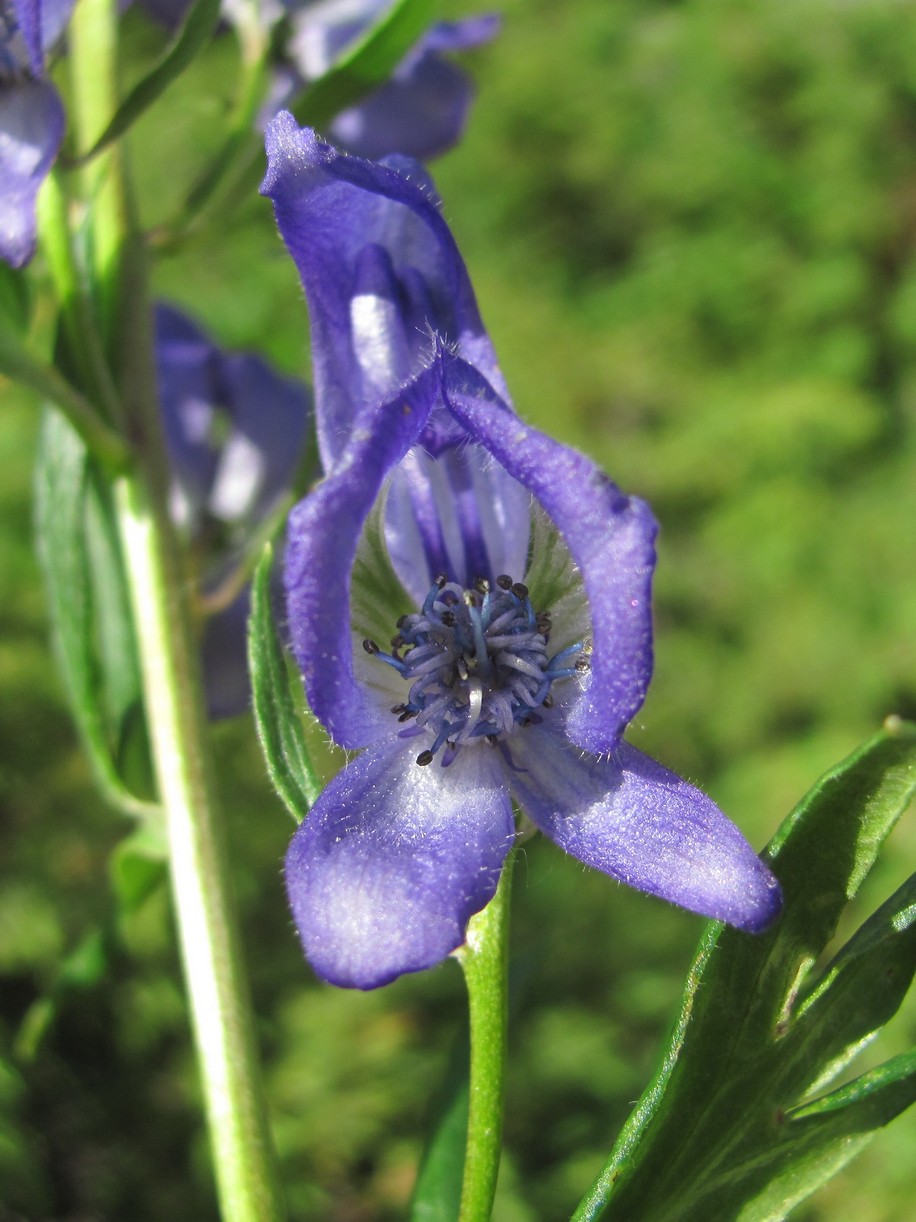 Изображение особи Aconitum nasutum.