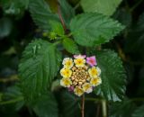 Lantana camara. Верхушка побега с соцветием. Краснодарский край, МО город-курорт Сочи, Адлерский р-н, м-н Адлер, окр. устья р. Мзымта. 6 октября 2019 г.