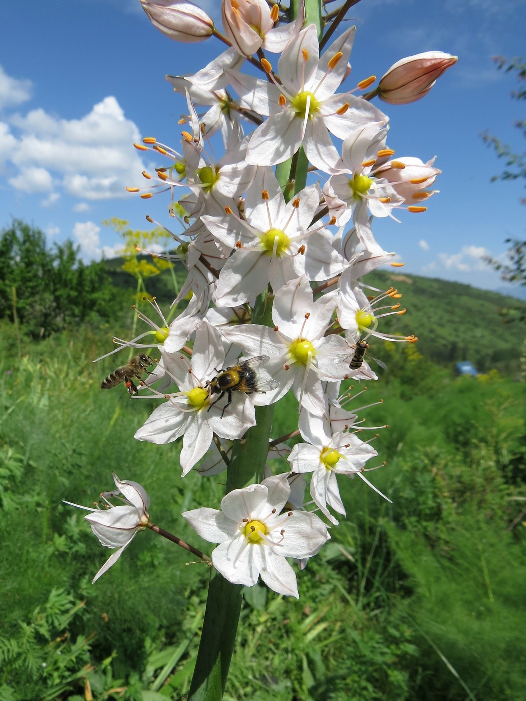 Image of Eremurus robustus specimen.