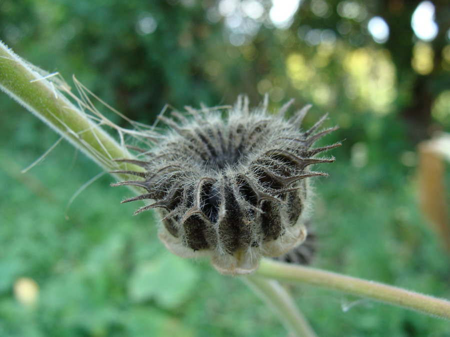 Image of Abutilon theophrasti specimen.