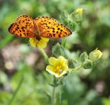 Potentilla recta. Цветки и бутоны с кормящейся бабочкой и жуком. Краснодарский край, МО г. Новороссийск, окр. пос. Верхнебаканский, смотровая площадка на подъёме к перевалу \"Волчьи Ворота\", луговина перед зарослями кустарника. 03.06.2019.