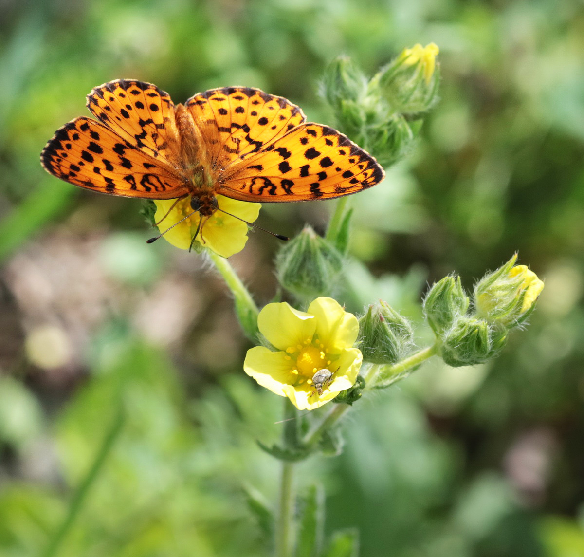 Изображение особи Potentilla recta.