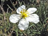 Helianthemum apenninum. Цветок. Греция, о. Родос, фригана севернее мыса Прасониси. 9 мая 2011 г.