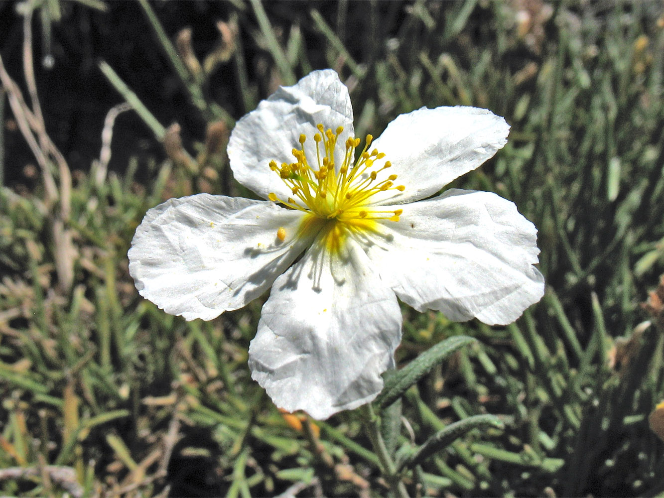 Image of Helianthemum apenninum specimen.