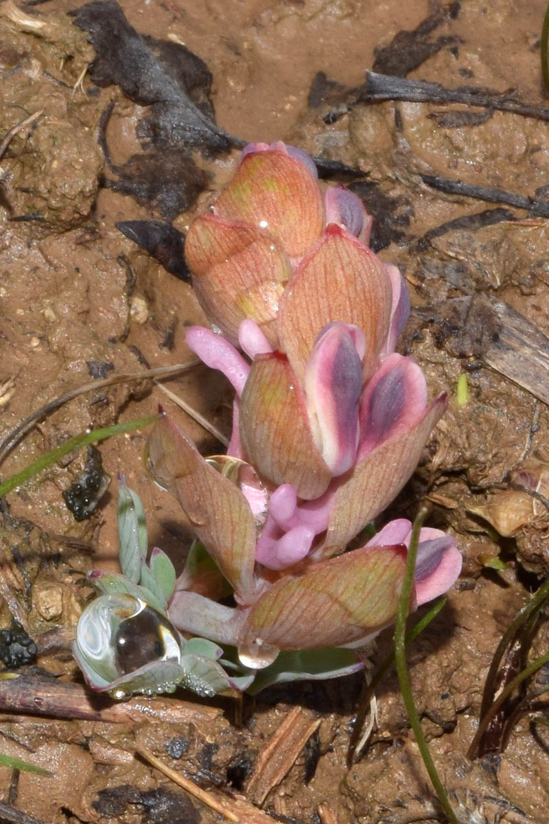 Image of Corydalis ledebouriana specimen.