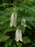 Campanula punctata