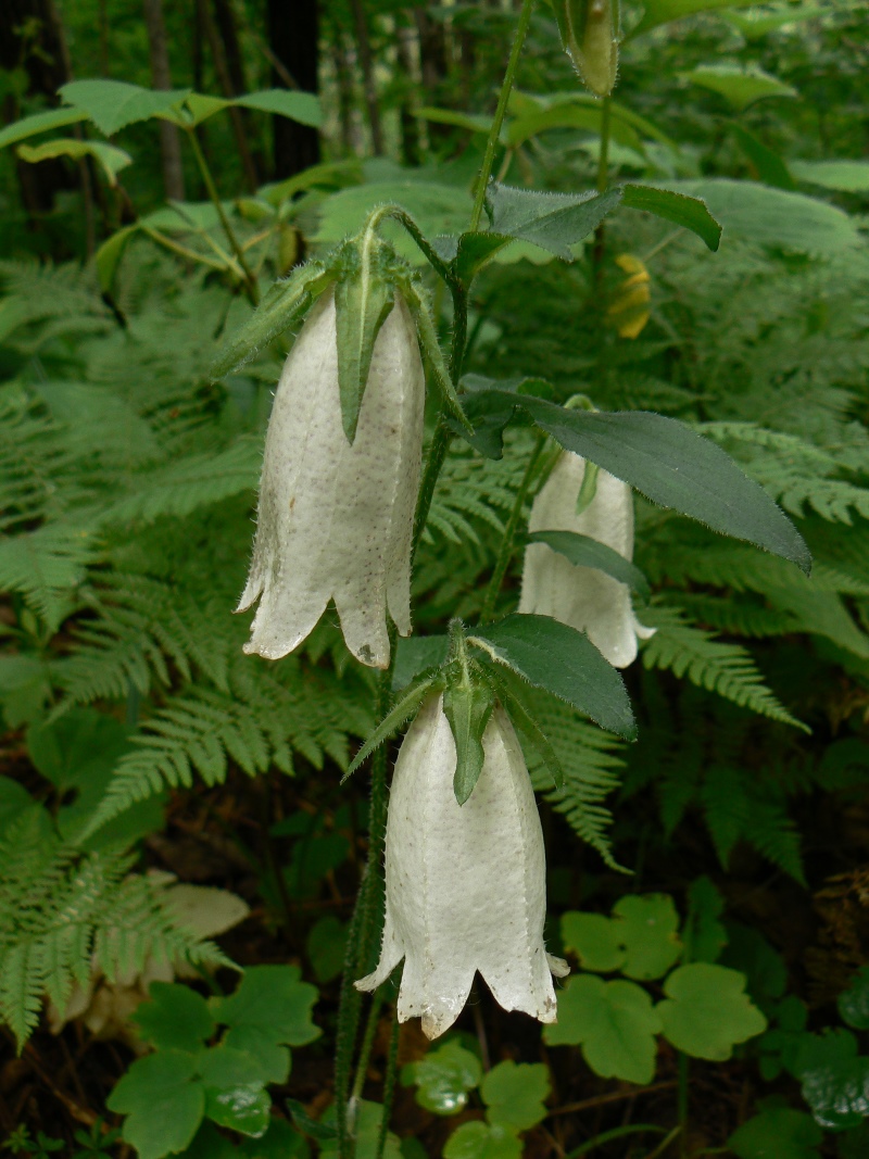 Изображение особи Campanula punctata.