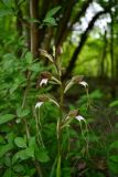 Himantoglossum comperianum