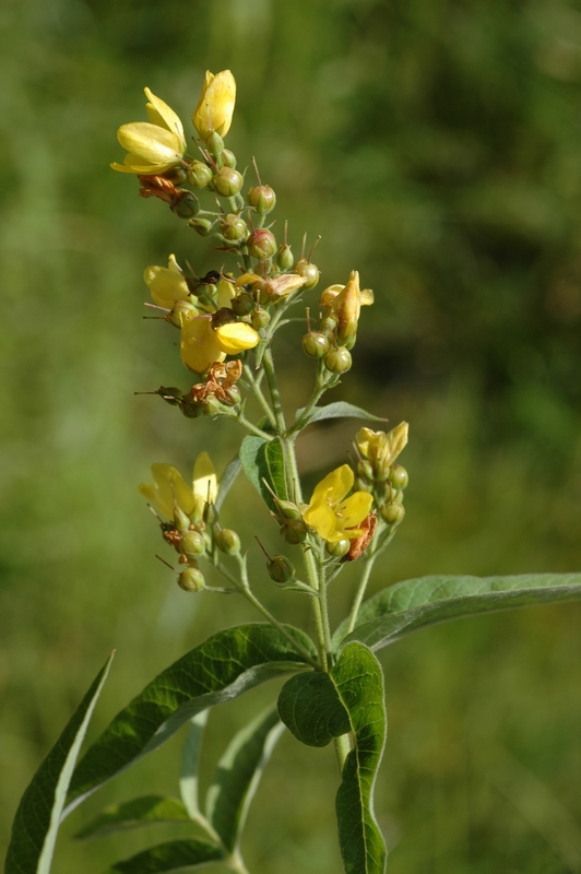 Image of Lysimachia vulgaris specimen.