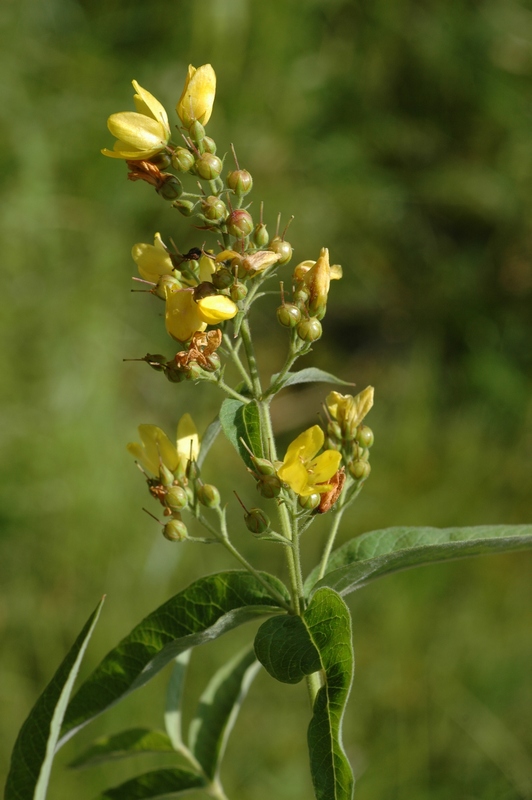 Изображение особи Lysimachia vulgaris.