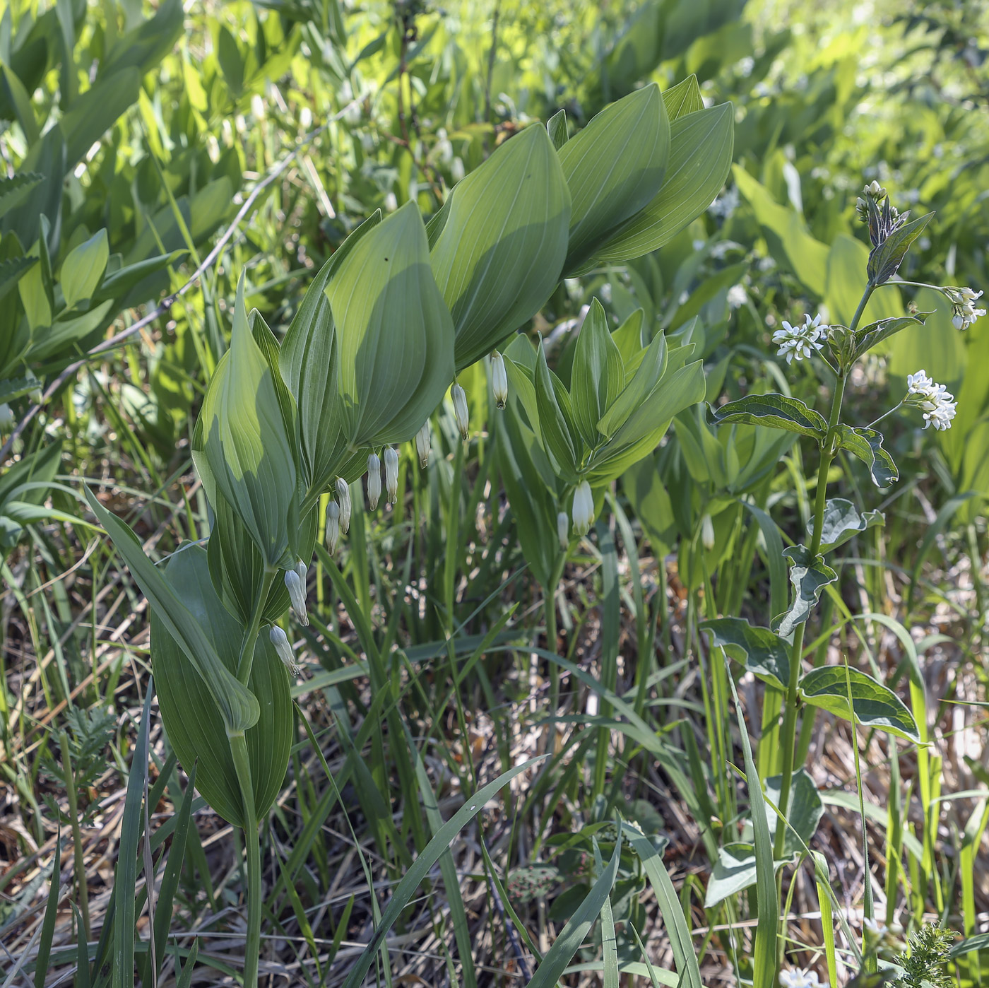 Image of Polygonatum odoratum specimen.