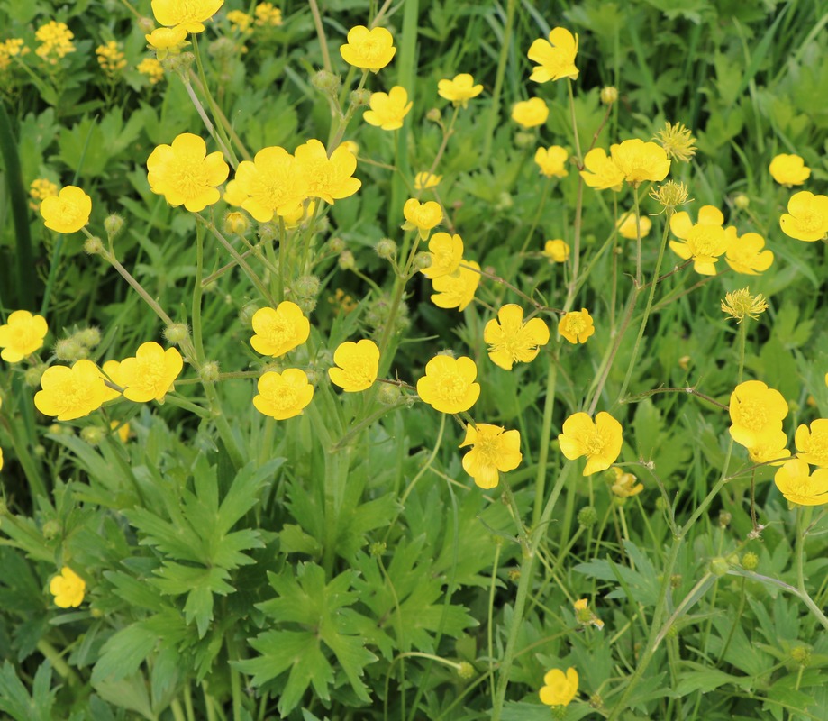 Image of genus Ranunculus specimen.