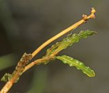 Potamogeton crispus