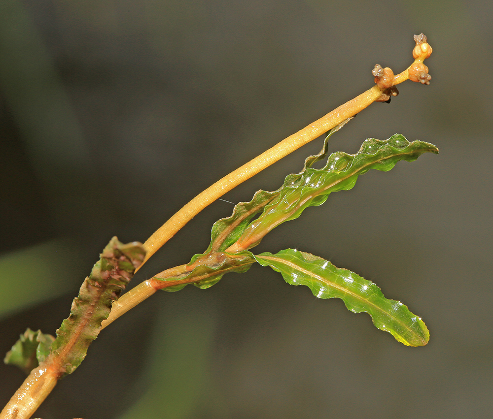 Image of Potamogeton crispus specimen.