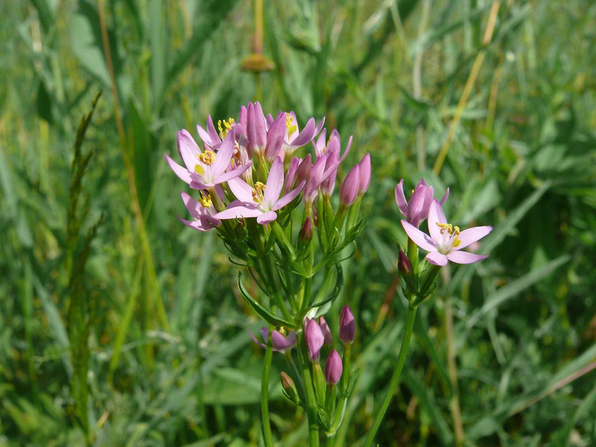 Image of Centaurium erythraea specimen.