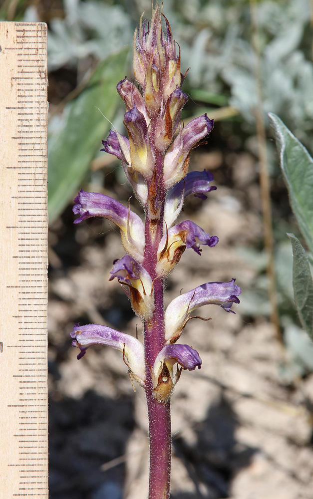 Изображение особи Orobanche cumana.