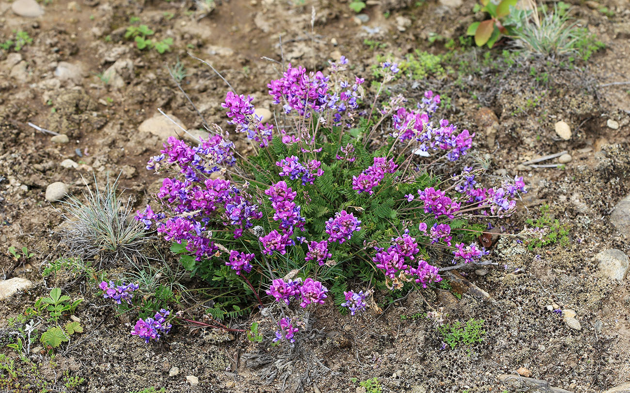 Image of Oxytropis mandshurica specimen.