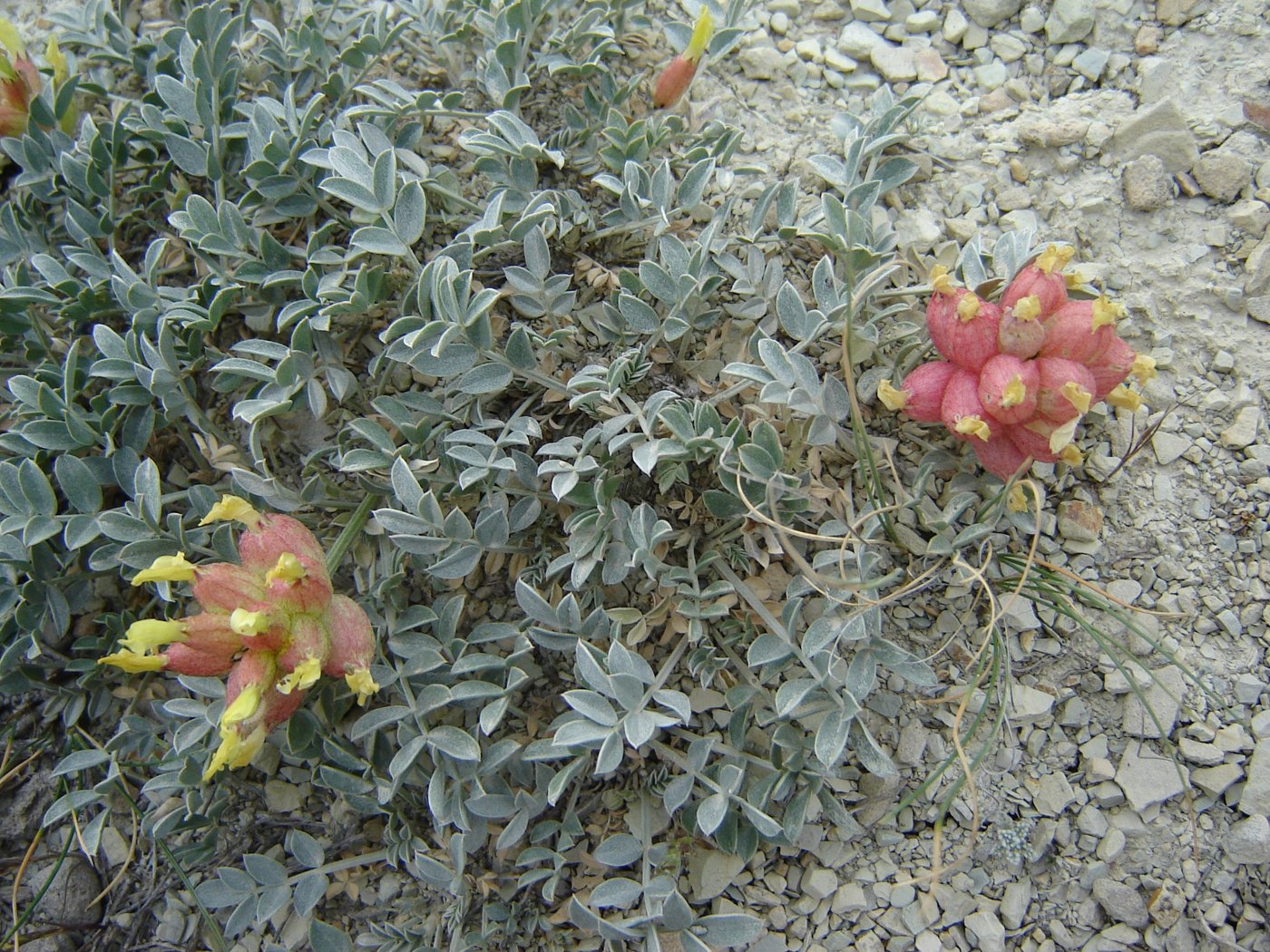 Изображение особи Astragalus calycinus.