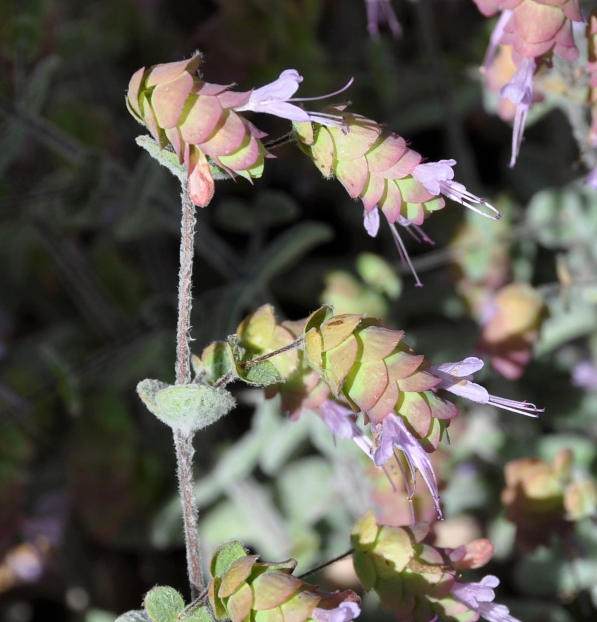 Image of Origanum cordifolium specimen.