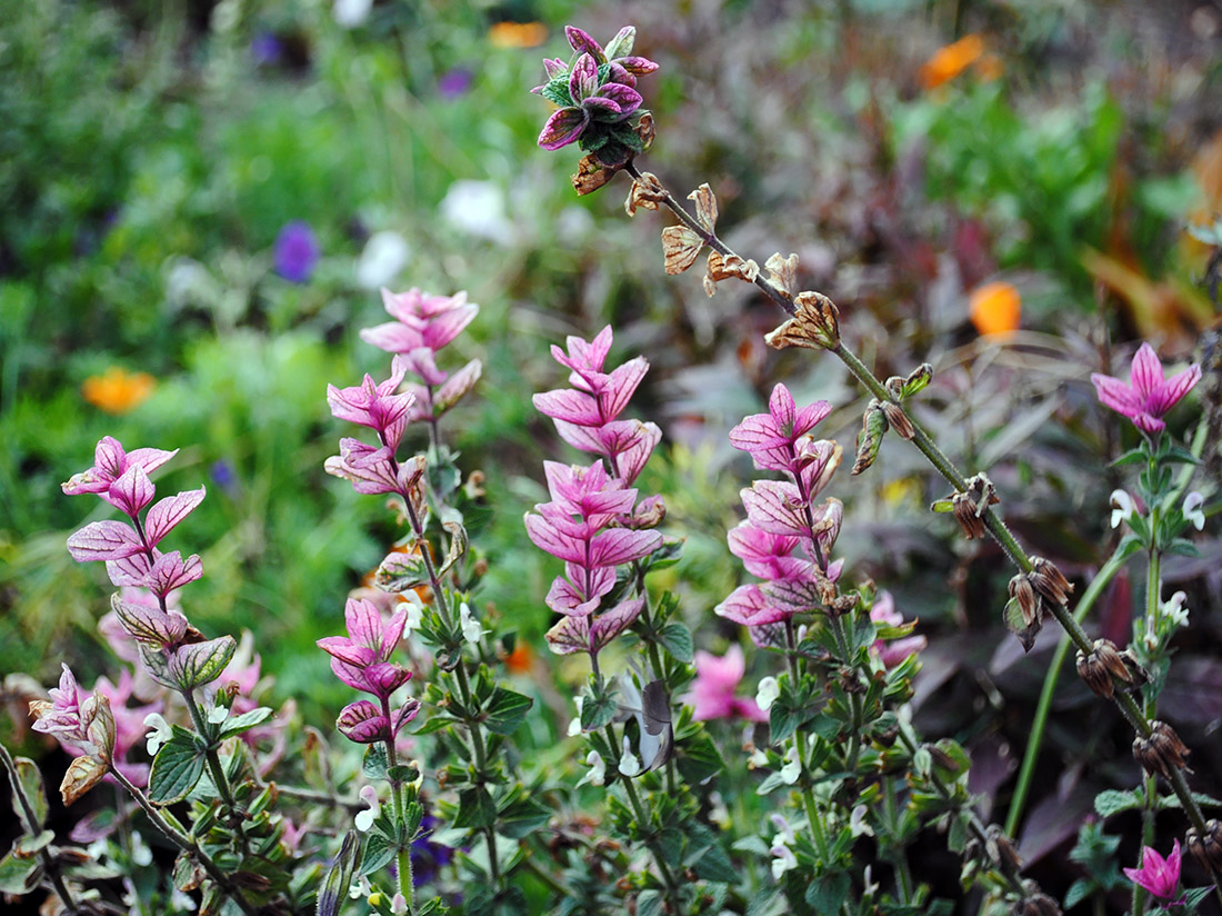 Изображение особи Salvia viridis.