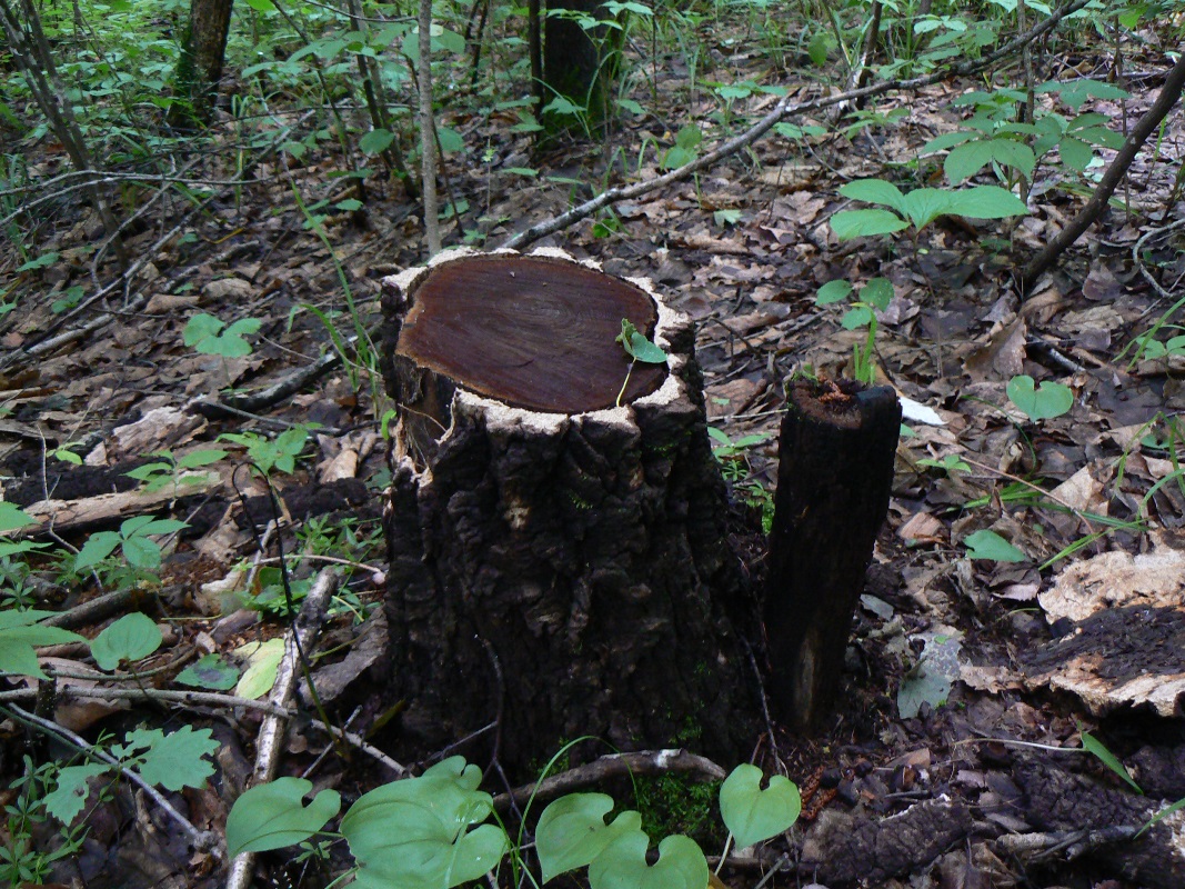 Изображение особи Phellodendron amurense.