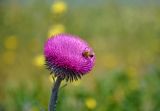 Carduus uncinatus подвид davisii. Соцветие с кормящейся пчелой. Крым, Караларский природный парк, окр. бухты Коровья, степной участок приморского склона. 07.05.2021.