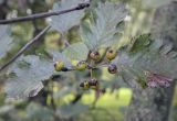 Sorbus mougeotii. Верхушка плодоносящей веточки. Москва, ГБС РАН, дендрарий. 30.08.2021.