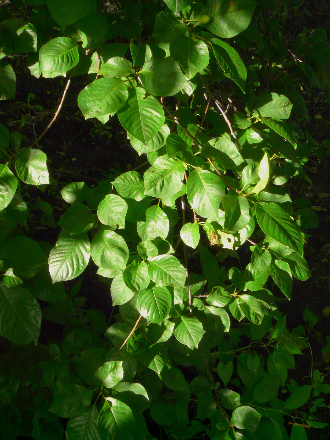 Image of Cerasus vulgaris specimen.