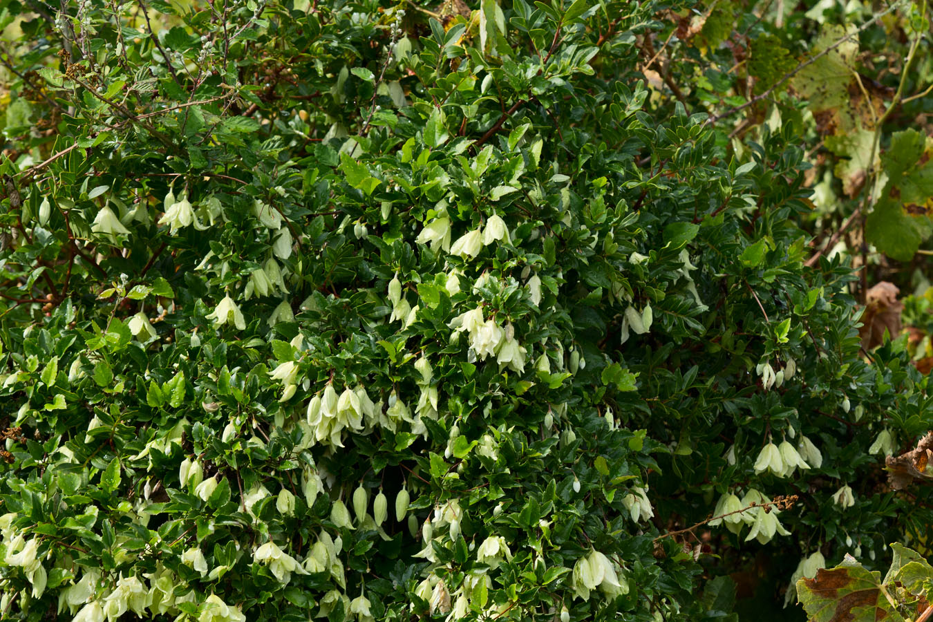 Image of Clematis cirrhosa specimen.