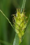 Carex hirta. Женское соцветие. Республика Татарстан, Агрызский р-н. 05.06.2010.