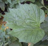 genus Rheum
