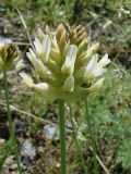 Astragalus nobilis. Соцветие. Узбекистан, хребет Нуратау, Нуратинский заповедник, урочище Хаятсай, около 1300 м н.у.м., каменисто-мелкозёмистый склон. 05.05.2007.