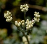 Helichrysum patulum