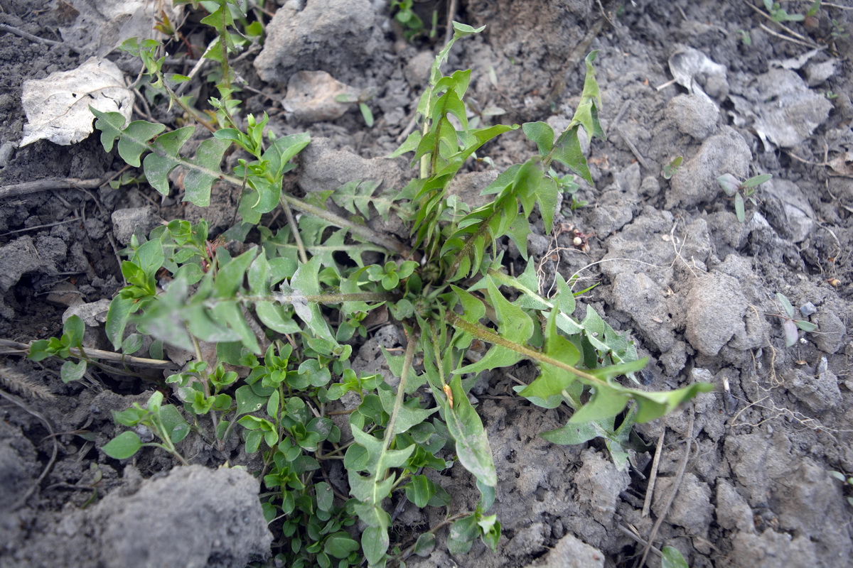 Image of Taraxacum officinale specimen.