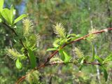 Salix saposhnikovii