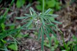 Geranium tuberosum. Верхушка побега с соцветием в бутонах. Калмыкия, г. Элиста, в парке. 20.04.2021.