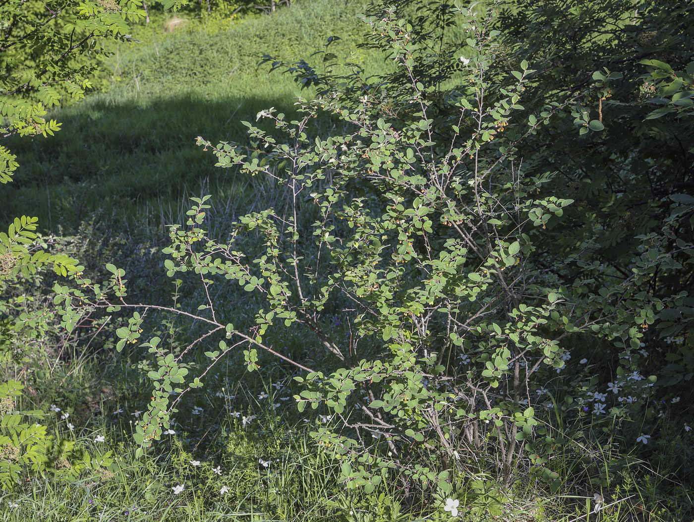 Image of Cotoneaster melanocarpus specimen.