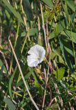 Calystegia sepium