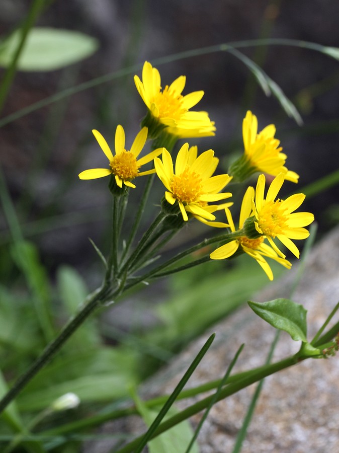 Изображение особи Tephroseris integrifolia.