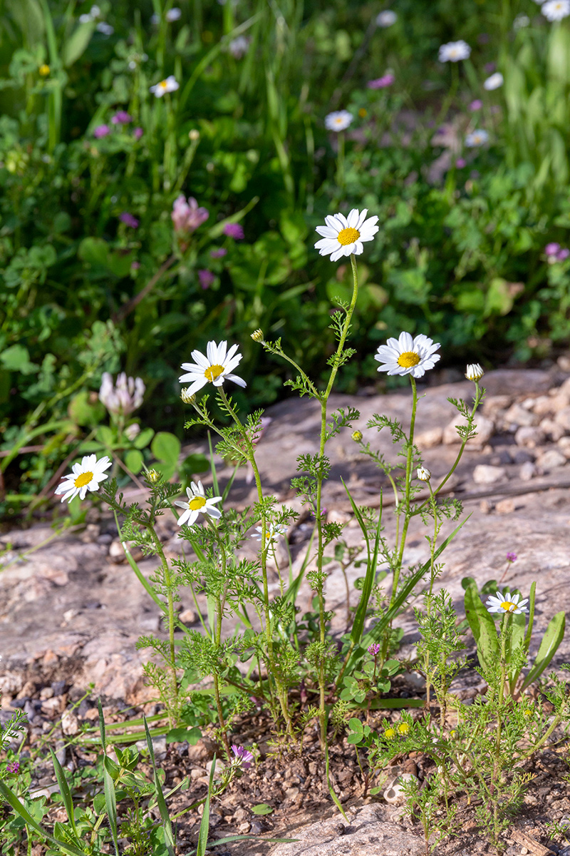 Image of Anthemis pseudocotula specimen.