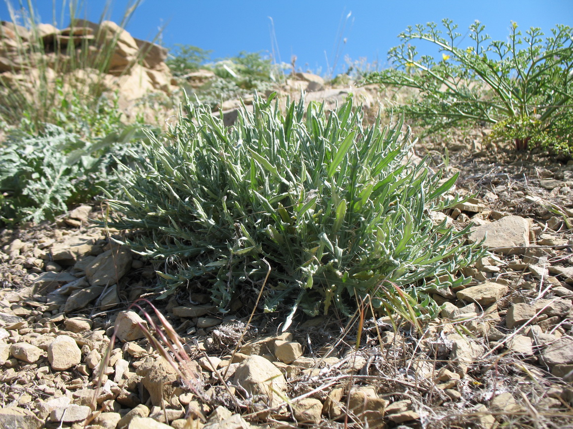 Изображение особи Echinops fastigiatus.