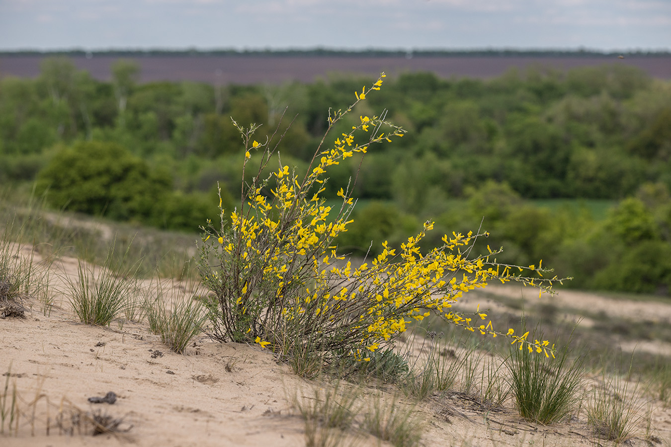 Изображение особи Chamaecytisus borysthenicus.