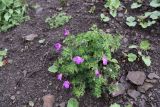 Geranium sanguineum